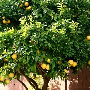 lemon-tree-trogir.splithotels.org/